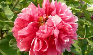 家里面能栽牡丹花吗 家里面能栽牡丹花吗吉利吗