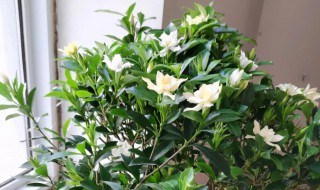 家里栽的栀子花可以吃吗 家里栽的栀子花可以吃吗视频