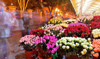 黄玫瑰不能栽家里吗（家里不能养黄玫瑰花）