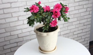 家里适合栽杜鹃花吗（家里适合栽杜鹃花吗视频）