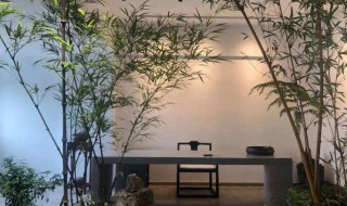 家里好栽竹子吗 家里种竹子好