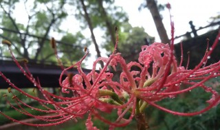 家里不能栽彼岸花吗 彼岸花不可以种在家里吗