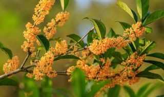 家里屋前屋后能栽桂花树吗（屋前屋后能种桂花树吗）