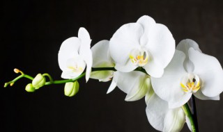 兰草花栽家里可以吗（兰草可以养在家里吗）