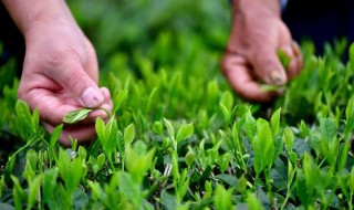 家里好栽茶叶吗（自己家种的茶叶好吗）