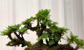 家里能栽小盆柏树吗 小柏树能做盆景放家里吗
