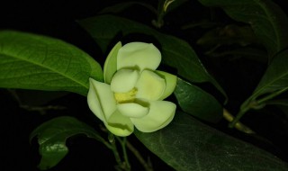 家里栽黄桷兰吉利吗（家里栽黄桷兰吉利吗风水）