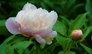 家里适合栽芍药吗（家里种芍药好不好）