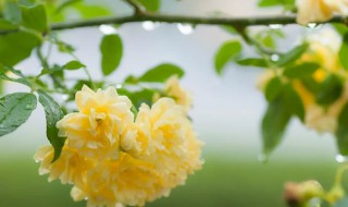 家里可以栽木香花吗（家里能种木香花吗）