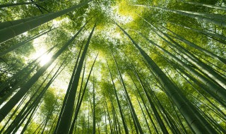 家里院子里可以栽竹子吗（家里院里能种竹子吗）