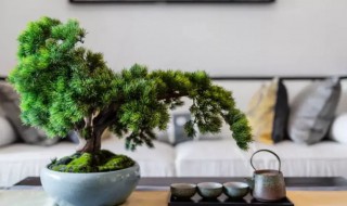 松柏可以栽家里吗 松柏可以栽家里吗风水好吗