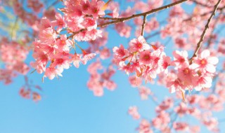 家里栽樱花树吉利吗（家里栽樱花树吉利吗视频）