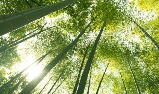 家里门口可以栽竹子吗（家门口可以栽竹子吗?）