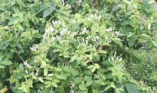 农村家里能栽金银花吗 农村家里能栽金银花吗风水好吗