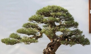 香松盆景能栽家里吗（香松能做成盆景吗）