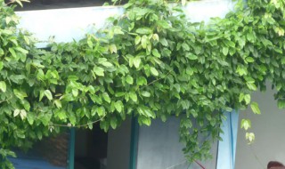 爬山虎家里能栽吗 爬山虎盆栽在家里可以养吗
