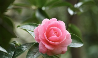 家里不能栽茶花树吗（家里可以栽茶花树吗）