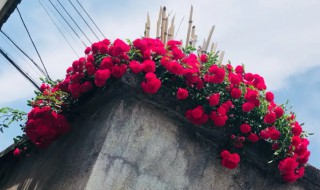家里不能栽红木香吗 红木香花为什么不能种在家里