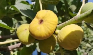 家里院子能栽无花果吗 家里院子能栽无花果吗好吗