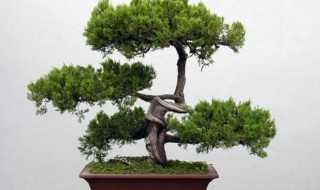 家里能栽松树吗（家里能栽松树吗,有什么不好?）