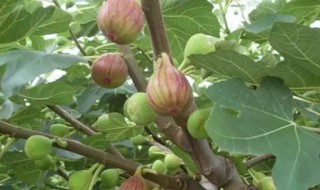 家里栽无花果有讲究吗 家里栽无花果有讲究吗视频