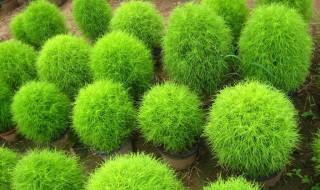 扫帚苗栽家里的花盆里可以吗（家里可以种扫帚苗好吗）
