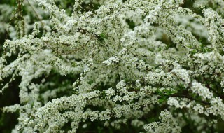 家里适合栽喷雪花吗（喷雪花能地栽吗）