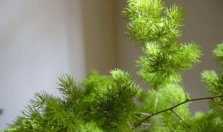 家里面能栽铁夹松吗