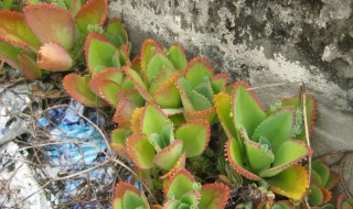 落地生根的花适合家里栽吗 植物落地生根可以在家中种植吗