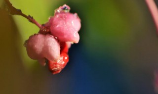 鬼箭羽家里能栽吗花果 鬼箭羽能种家里吗