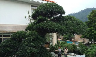 家里花园能栽雪松树吗 家里花园能栽雪松树吗风水