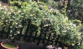 家里院子可以栽木香吗（院里种木香花好吗）