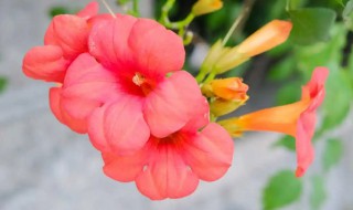 凌霄花栽家里可以吗（凌霄花适合栽在家的啥位置）