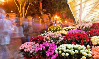 家里栽什么茉莉花好 家里盆栽茉莉花好不好