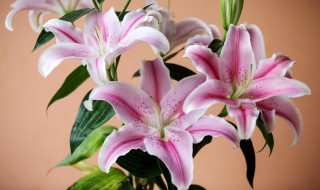 香水百合花怎么养（香水百合花怎么养水里）