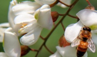 槐花怎么养（槐花怎么养殖）