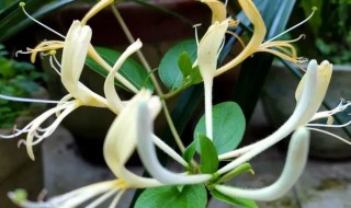 金银花怎么养护（金银花怎么养护和管理）