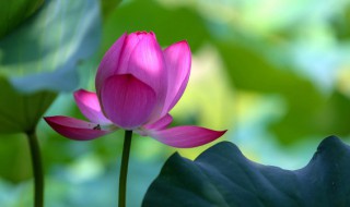 荷花怎么养（荷花怎么养在花瓶里怎么才长久）