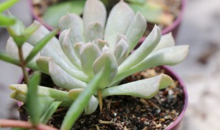世雪怎么养 多肉植物世之雪养殖方法