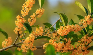 桂花怎么养护（桂花怎么养护长得快）