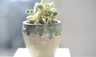 植物该怎么养 植物该怎么养才能开花