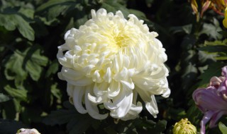 冬天菊花怎么养 冬天菊花怎么养护和浇水