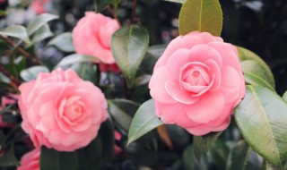 室内茶花怎么养（室内茶花怎么养植）