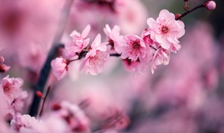 梅花盆景怎么养 梅花盆景怎么养才能开花