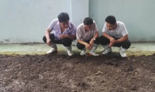 牛粪怎么养蚯蚓（牛粪怎么养蚯蚓呢）