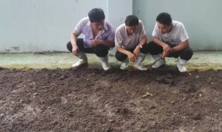 红蚯蚓怎么养（红蚯蚓怎么养才能更诱鱼?）