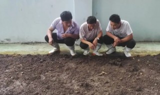 怎么养水蚯蚓 怎么养水蚯蚓最好
