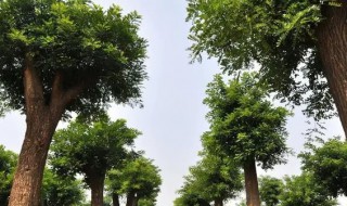 家里皂角树和国槐能栽一起吗 皂角树是刺槐树吗