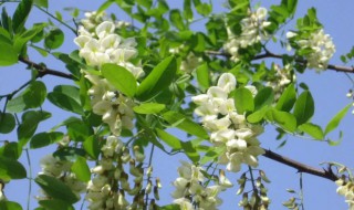 家槐树可以栽家里吗（家槐树可以栽家里吗风水好吗）