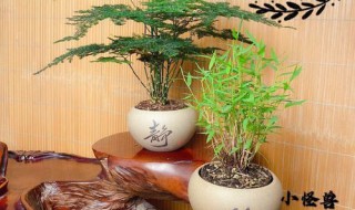 羽竹怎么养（飞羽竹芋怎么养才能更旺盛）